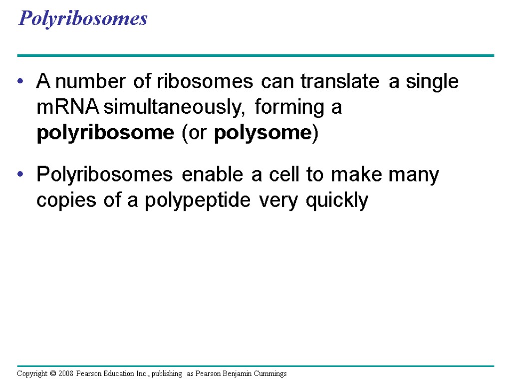 Polyribosomes A number of ribosomes can translate a single mRNA simultaneously, forming a polyribosome